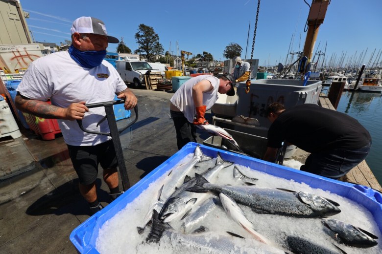 Workers unload fresh salmon at the Santa Cruz Harbor.