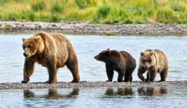Fat Bear Week 2026 rolls out a bracket that’s bigger than ever : NPR