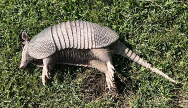 Miami U. researcher says armadillos have likely arrived in Ohio