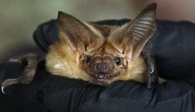 Rabid bats in SoCal - LAist