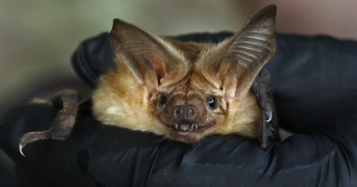 Rabid bats in SoCal - LAist