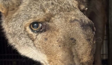 Coyote with pellets in her head euthanized after being rescued in Studio City