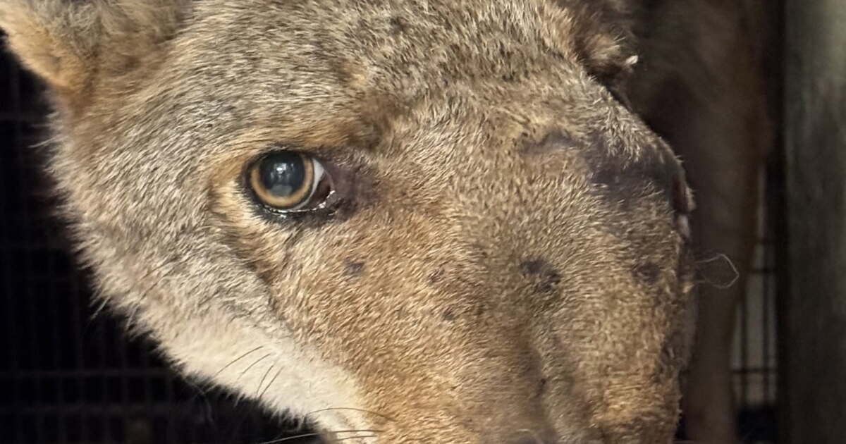 Coyote with pellets in her head euthanized after being rescued in Studio City