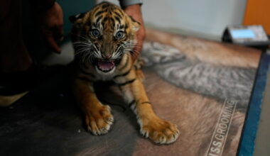 Named for Homer's heroes, three tiger cubs carry hope for a vanishing species