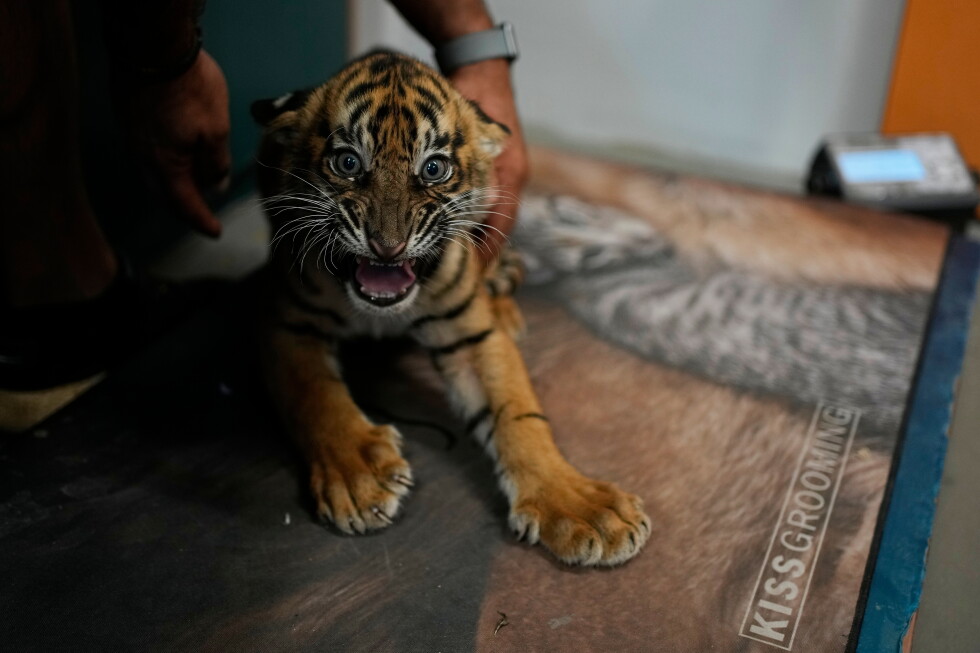 Named for Homer's heroes, three tiger cubs carry hope for a vanishing species