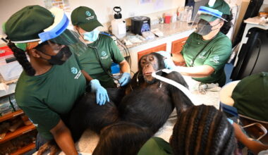 Chimps once used for hepatitis B vaccine research receive care