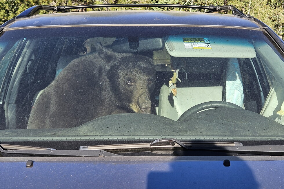 Trouble abounds as hungry bears wander the Rockies seeking food