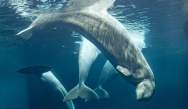 Two more beluga whales die at Chicago aquarium