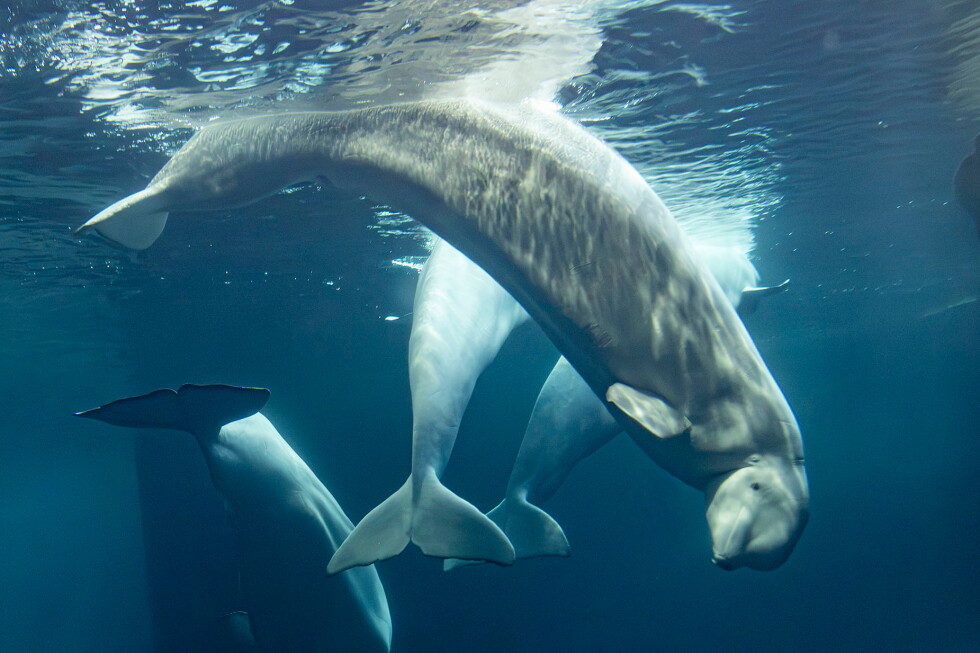 Two more beluga whales die at Chicago aquarium