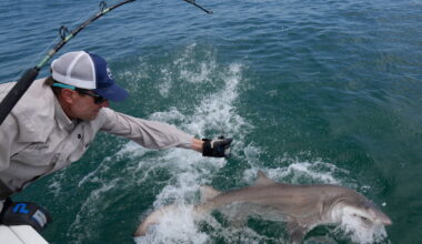 Scientists study baby great whites and other sharks in the Hamptons