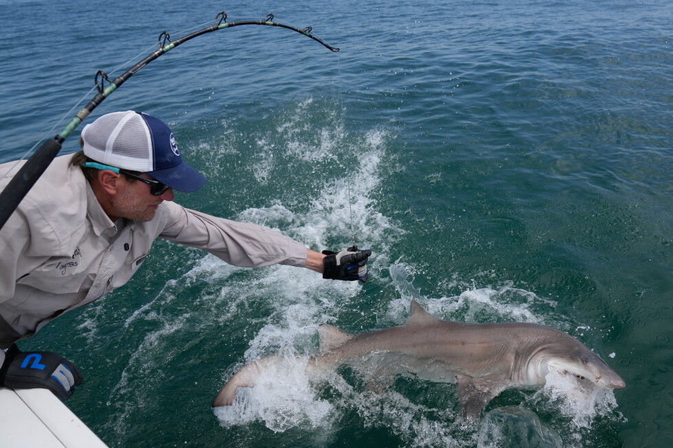 Scientists study baby great whites and other sharks in the Hamptons