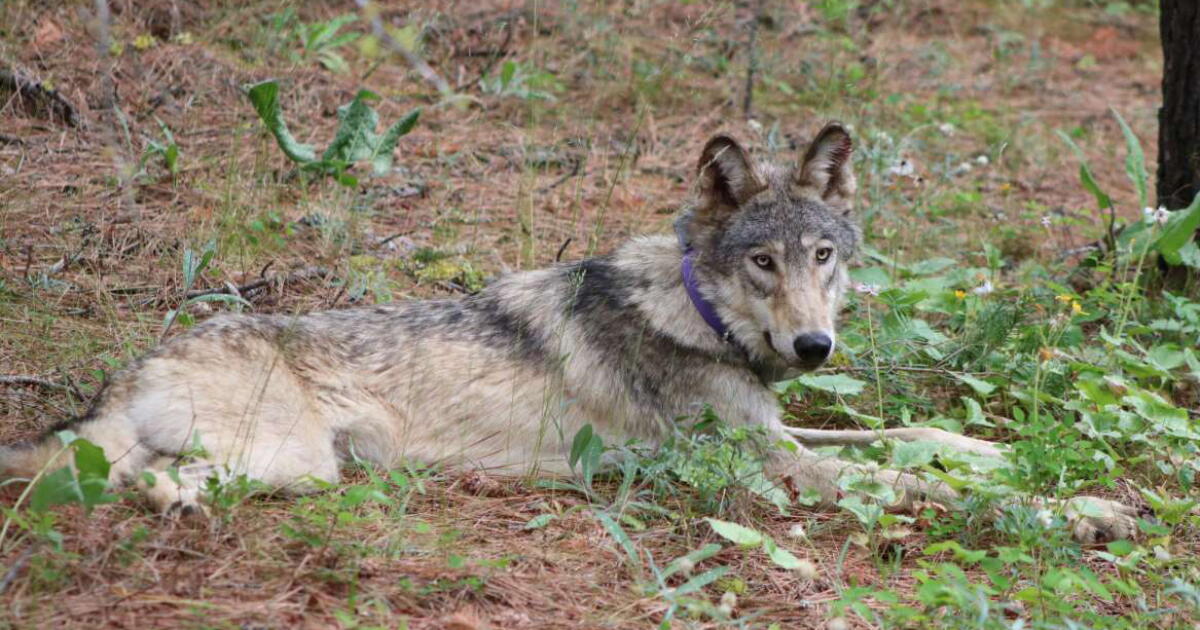 Rare California sighting of endangered gray wolf in Lake County
