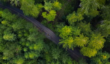 California lawmakers move to remake state forests centered on logging