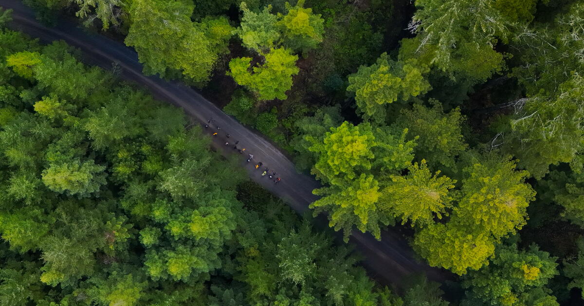 California lawmakers move to remake state forests centered on logging