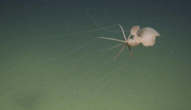 'I was just mesmerized.' Researchers capture first northeast Pacific sighting of spooky squid