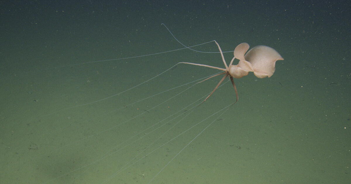 'I was just mesmerized.' Researchers capture first northeast Pacific sighting of spooky squid