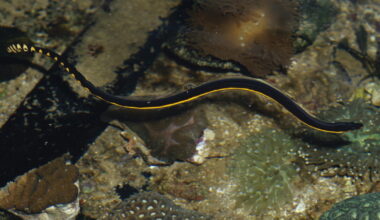 Rare venomous sea snake washes up on a SoCal beach