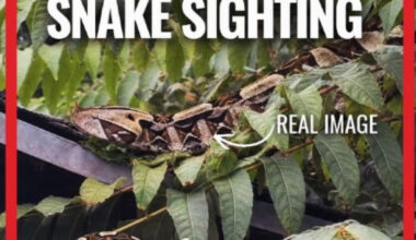 Highly venomous African viper loose in Santa Ana