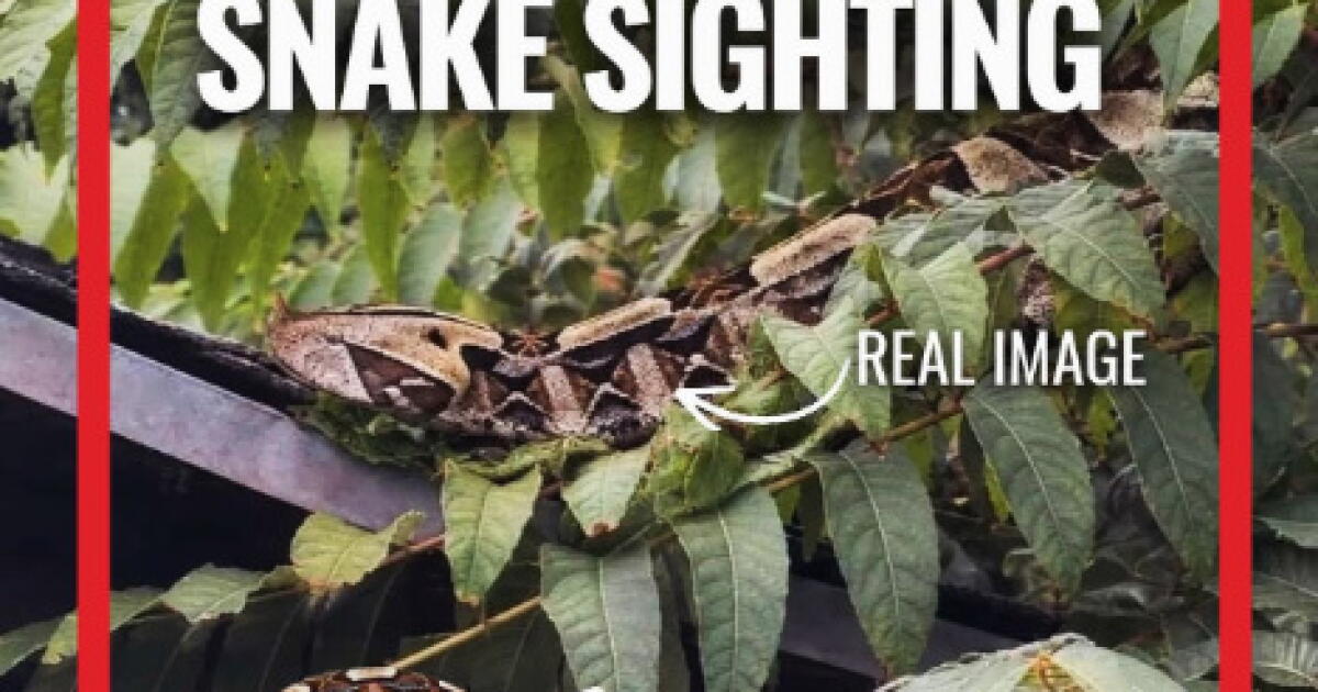 Highly venomous African viper loose in Santa Ana