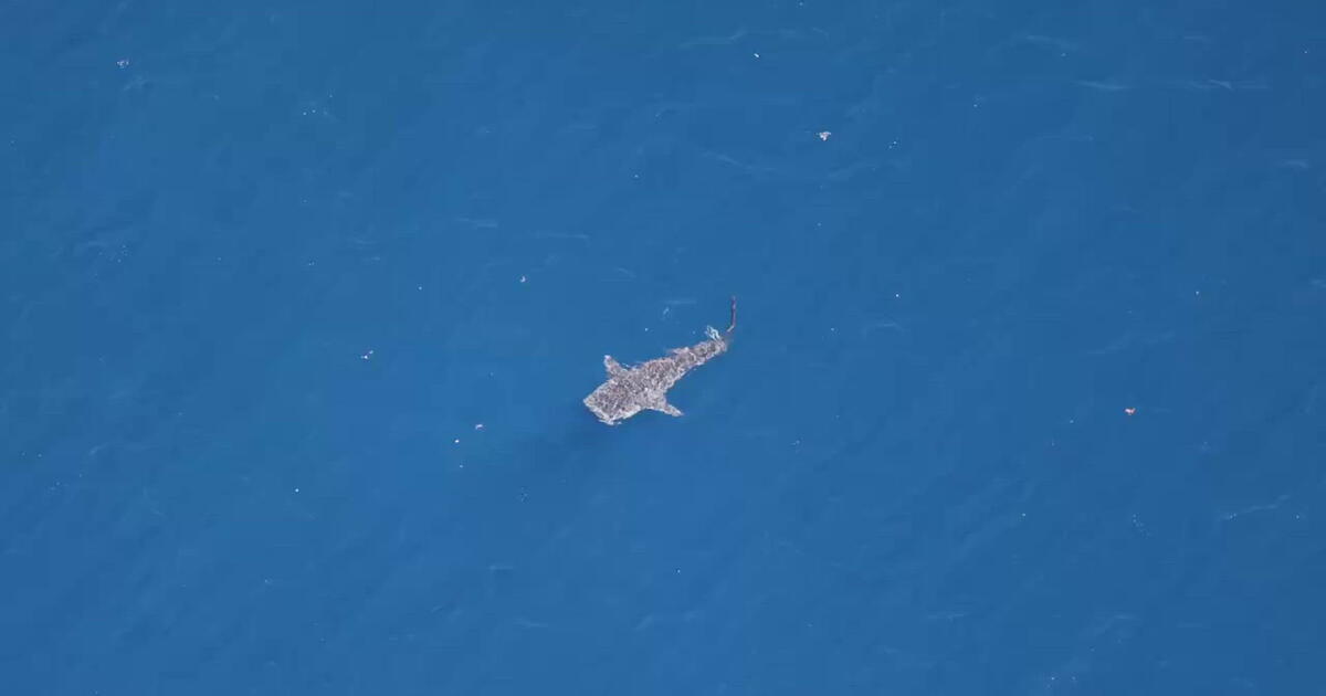 Rare whale shark spotted between Malibu and Santa Barbara Island