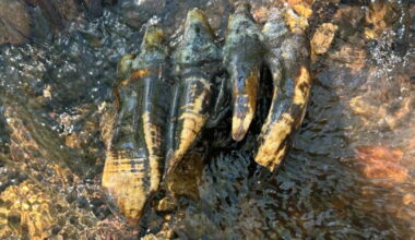 Rare Ice Age mastodon tooth discovered in Bay Area creek