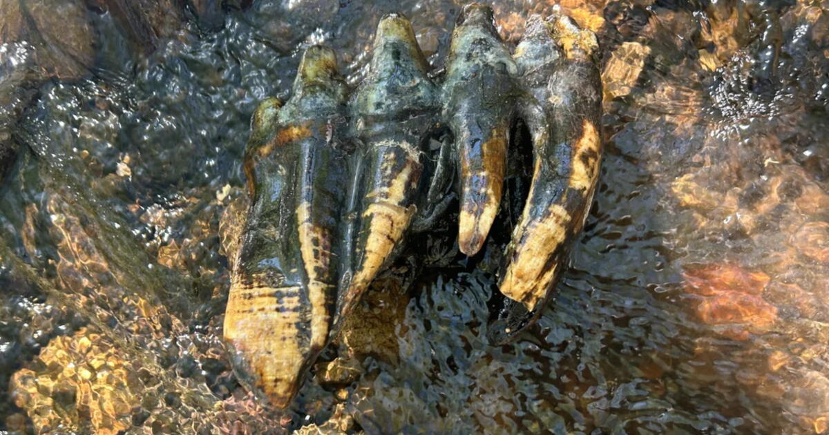 Rare Ice Age mastodon tooth discovered in Bay Area creek