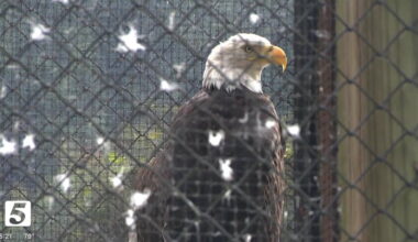 Radnor Lake State Park to welcome bald eagle rescued from euthanasia