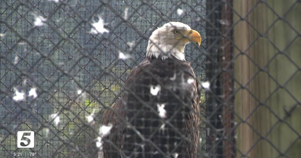 Radnor Lake State Park to welcome bald eagle rescued from euthanasia