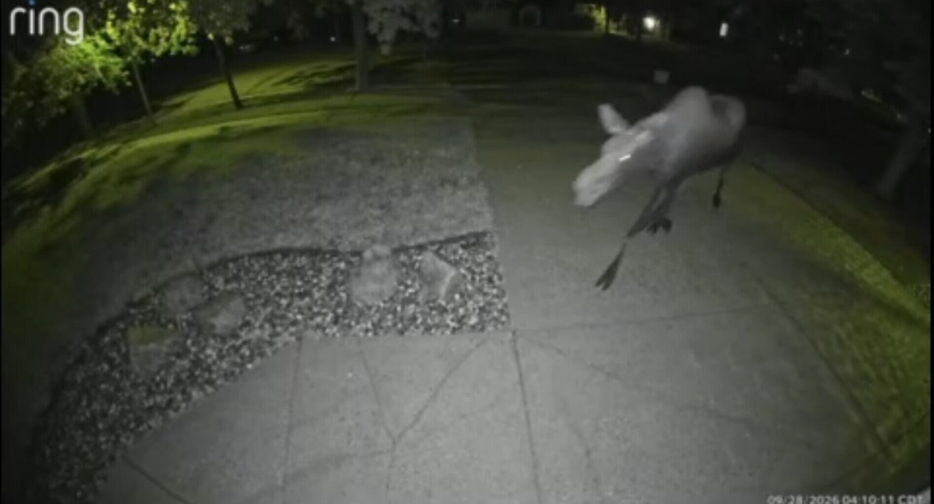 Moose spotted in West Fargo - InForum