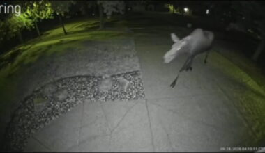 Moose spotted in West Fargo - InForum