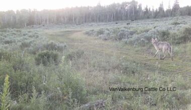 Colorado wildlife officers kill another wolf, bringing the total to 3 in 3 days