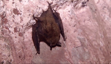 Bat in downtown Minneapolis tests positive for rabies: MDH