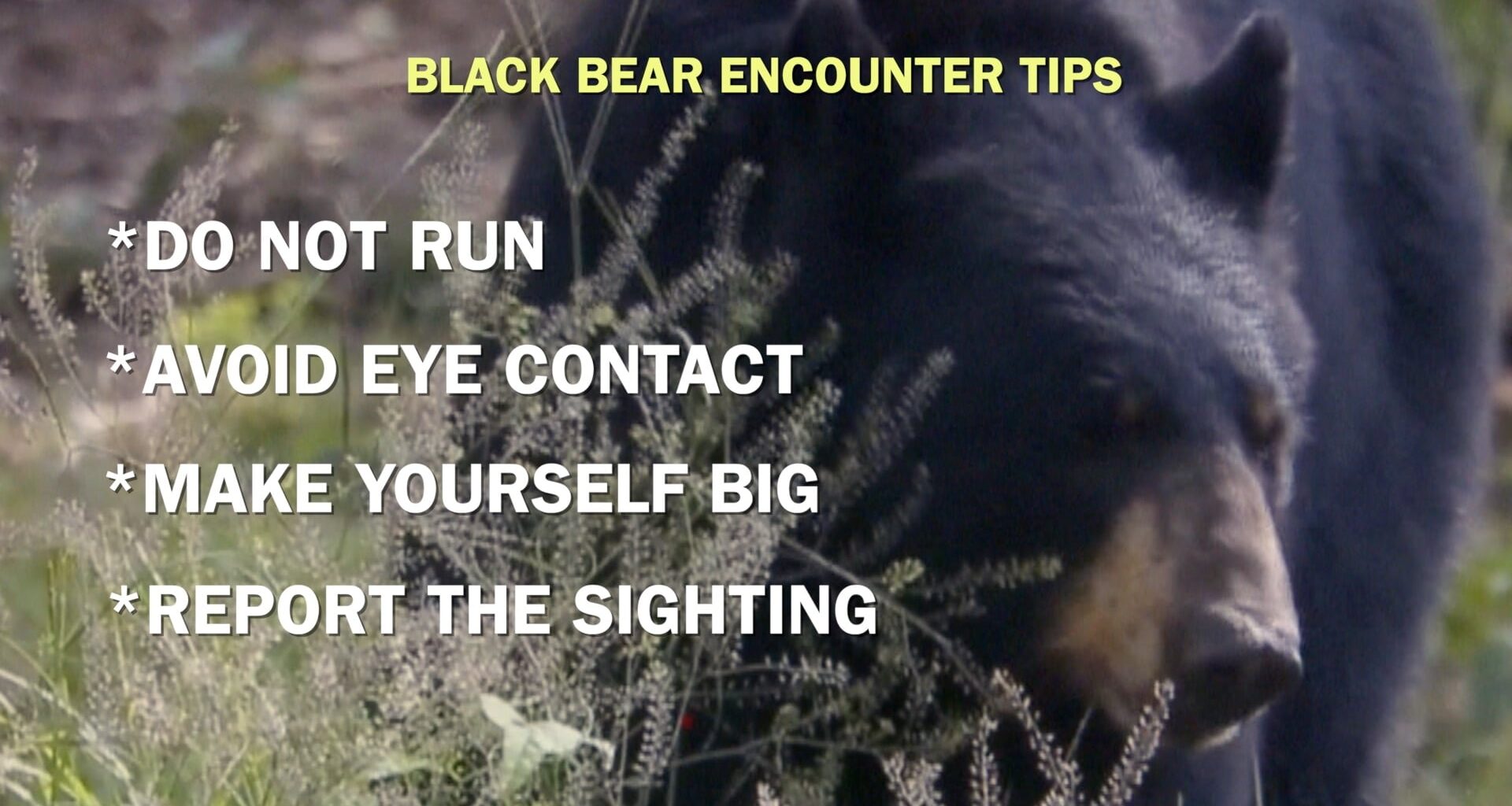 Black bear sighting in Dallas Co. sparks safety concerns