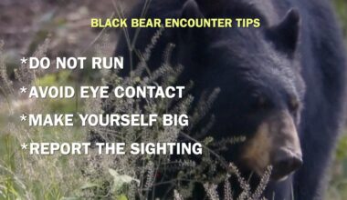 Black bear sighting in Dallas Co. sparks safety concerns