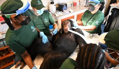 Chimpanzees used for vaccine research get health checks as part of long-term care