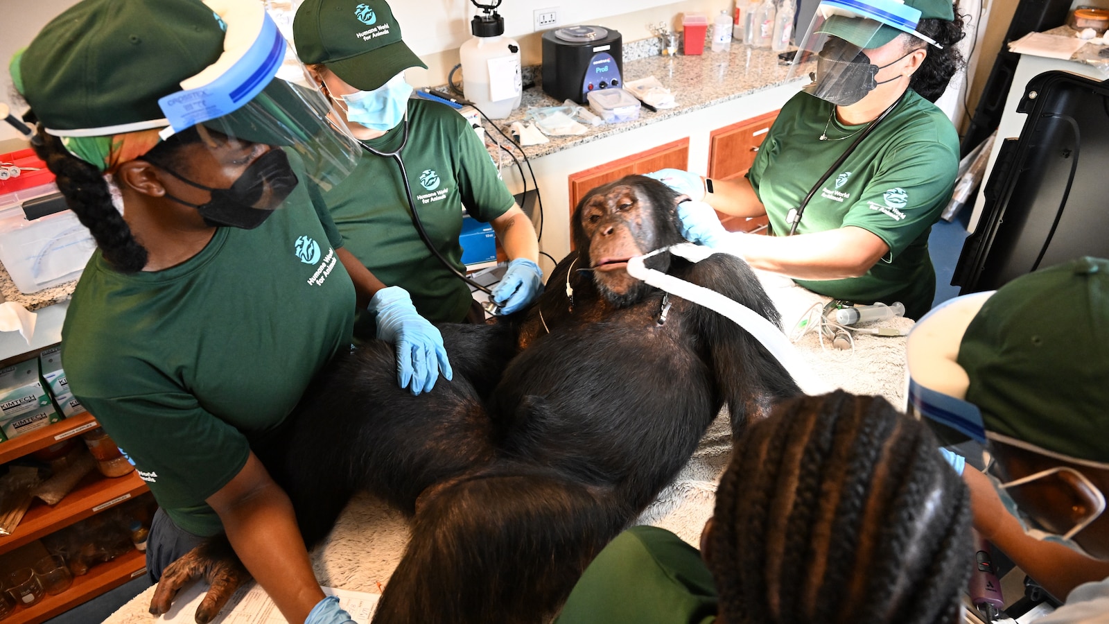 Chimpanzees used for vaccine research get health checks as part of long-term care
