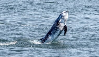 Photographer captures octopus riding rarely seen dolphin, provides valuable evidence for ongoing research