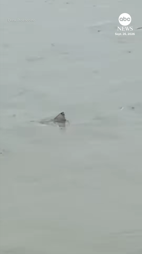Shark fin visible above floodwaters in New Jersey during a nor'easter.