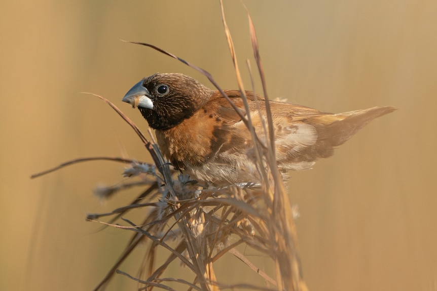 A small bird, perched on tufts of dried out grass, holds an insect in its beak. It has brown and white feathers.