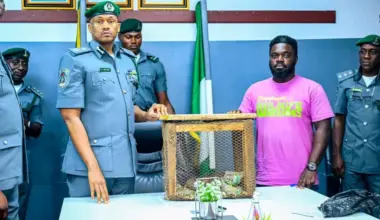 Customs seize three live pangolins in Ogun