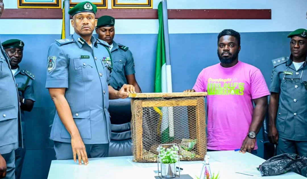 Customs seize three live pangolins in Ogun
