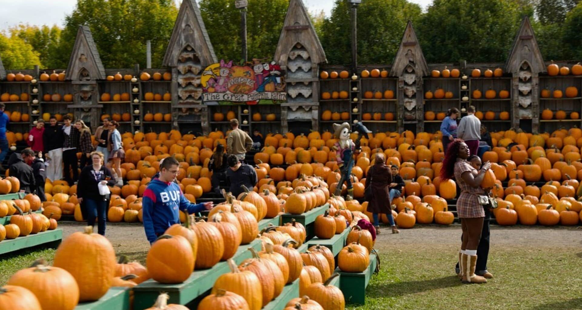 74-year-old's pumpkin farm brings in $2 million annually—in only 7 weeks