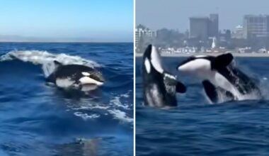 El Niño brings pod of 13 Killer whales to Newport Beach
