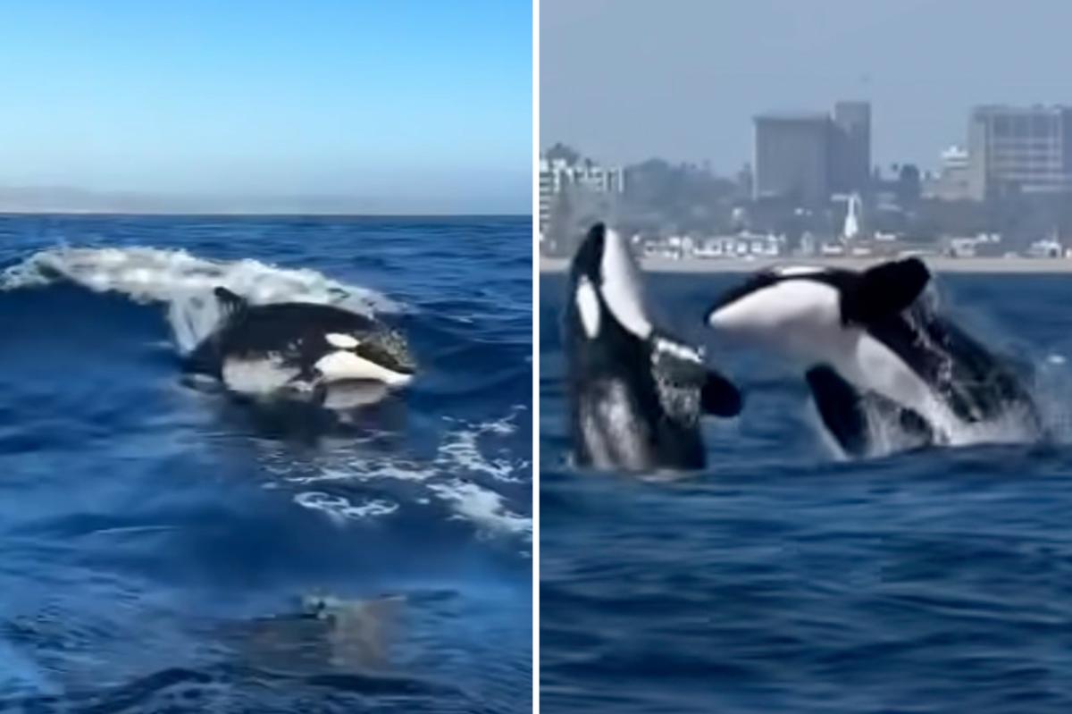 El Niño brings pod of 13 Killer whales to Newport Beach