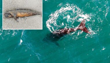 Scientists search for answers as baby whales wash up dead in Argentina