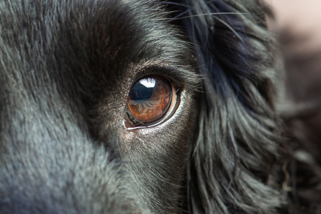 Close-up of a dog's brown eye surrounded by black fur.