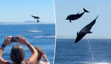 Watch dolphins launch themselves into the air in Orange County
