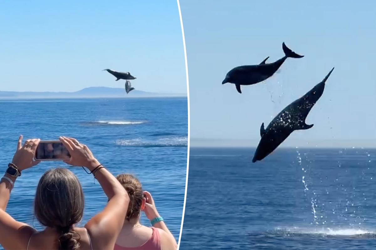 Watch dolphins launch themselves into the air in Orange County