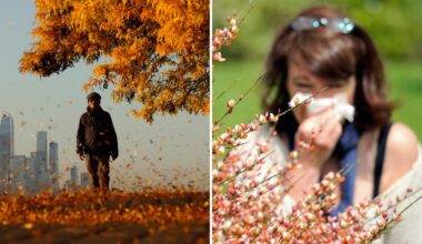 How to tell the difference between allergies vs a cold