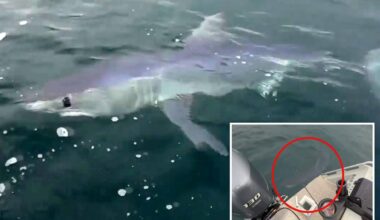 Dad and son 'stalked' by boat-eating shark near island